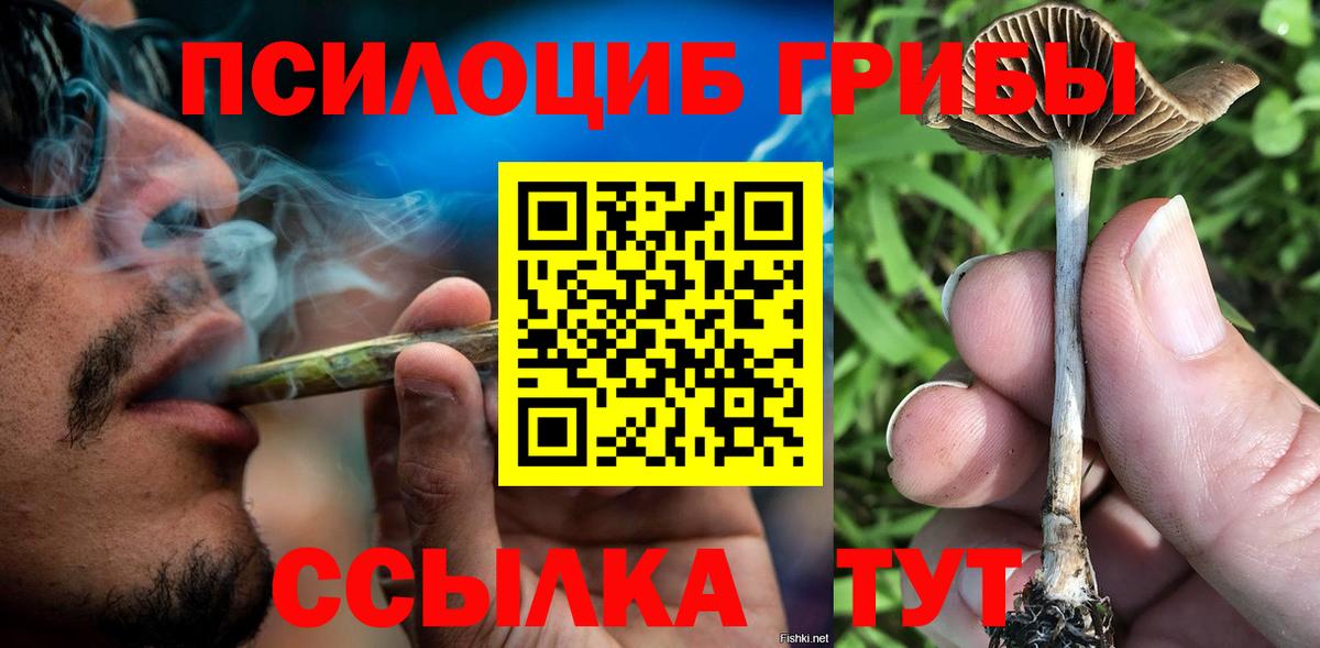 Псилоцибиновые грибы Psilocybe Тихвин